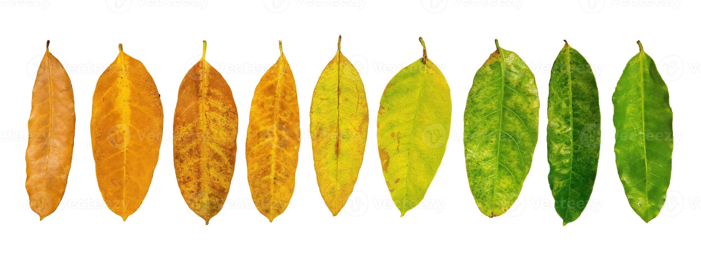 Different colors of leaves plants on white background that indicate stage of life. Concept of transition and variation, birth to death, aging, growth, death. Cradle to grave. photo