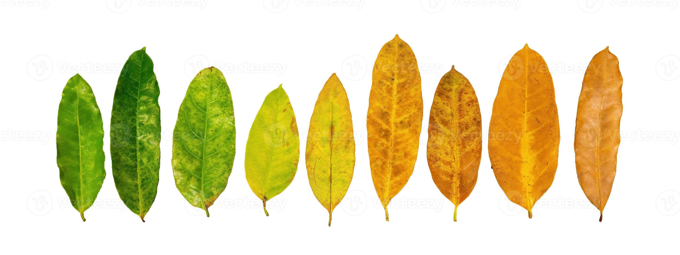 Different colors of leaves plants on white background that indicate stage of life. Concept of transition and variation, birth to death, aging, growth, death. Cradle to grave. photo