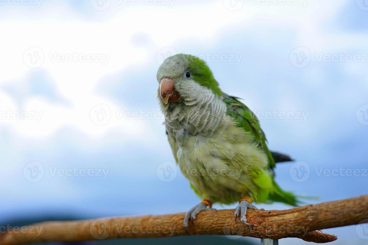 perico monje o loro cuáquero sobre madera el cielo y el fondo de la montaña foto