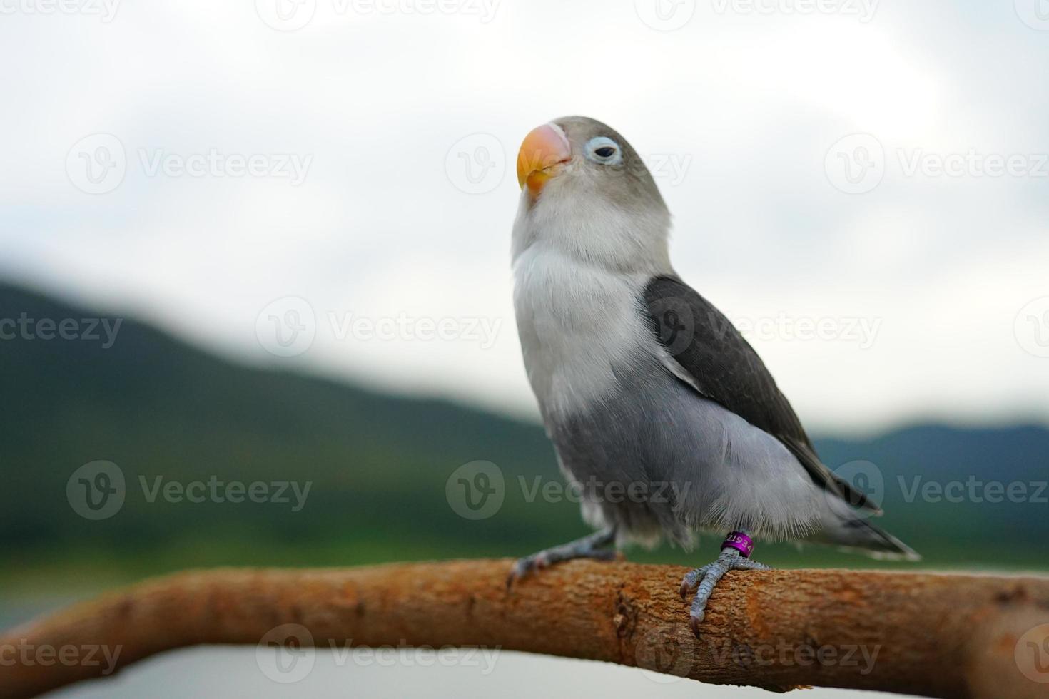 Lovebird parrots gray color on the sky and mountain backgroun photo