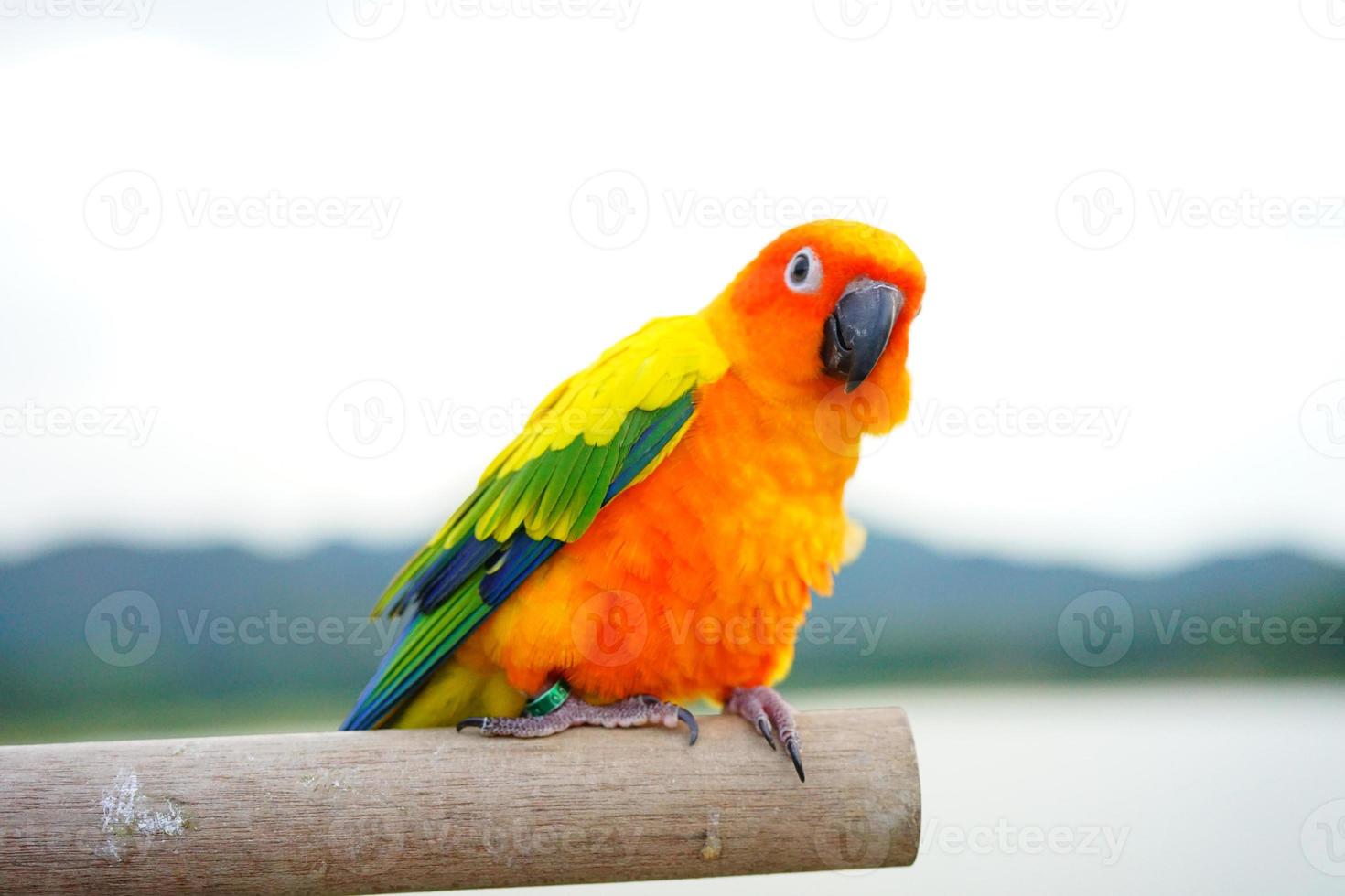 sol conure hermoso loro o pájaro es aratinga tiene amarillo, naranja y verde cerrar un ojo en ramificar fondo desenfoque montañas cielo foto