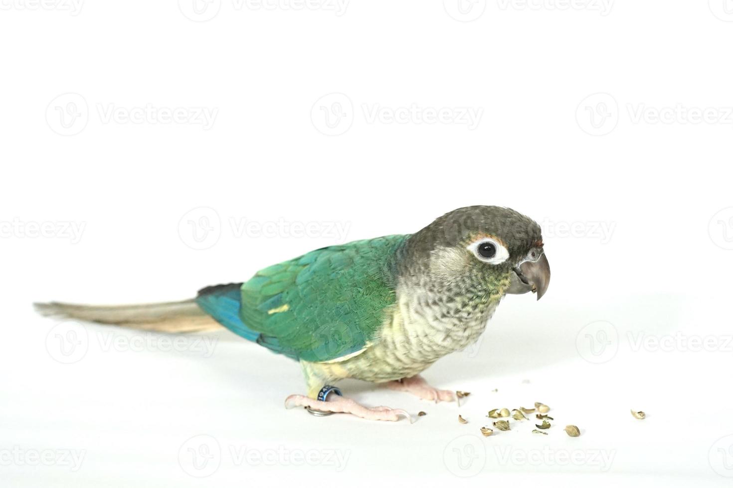 Green cheek conure blue yellow-sided color isolated on right edge picture white background, the small parrot of the genus Pyrrhura, has a sharp beak. photo