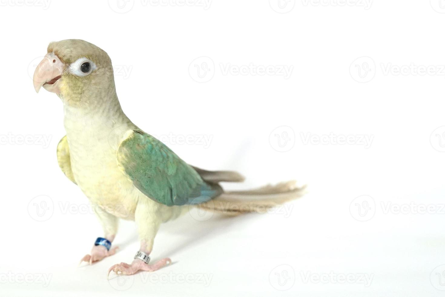 Green cheek conure turquoise pineapple color on white background, the small parrot of the genus Pyrrhura, has a sharp beak. photo