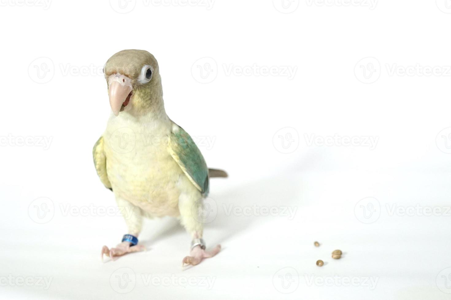 Green cheek conure turquoise pineapple color on white background, the small parrot of the genus Pyrrhura, has a sharp beak. photo