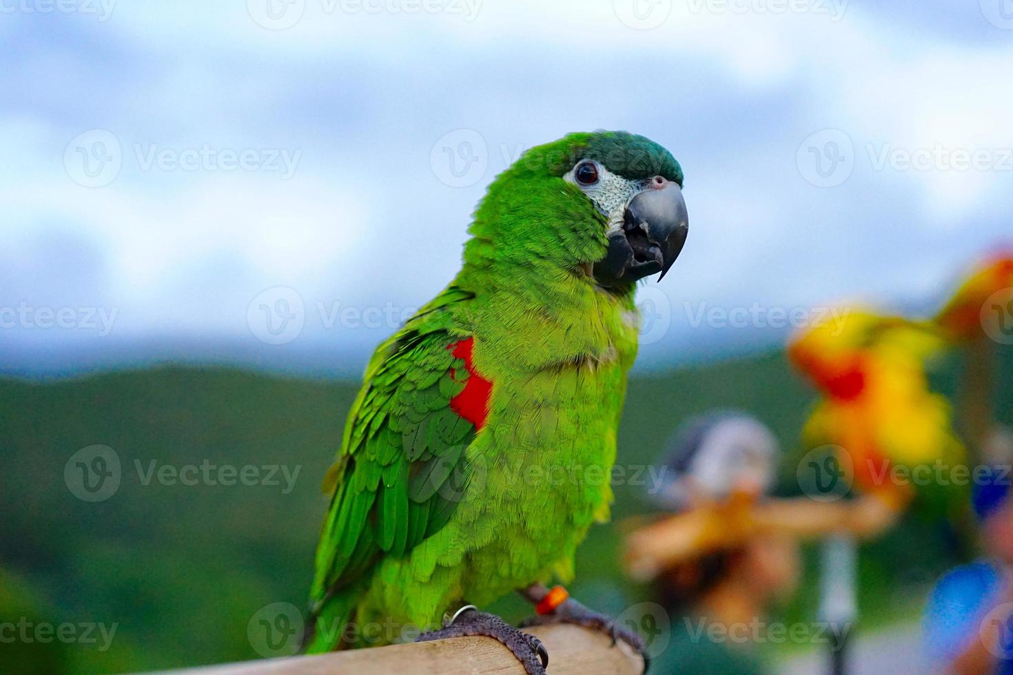 guacamayos de hahn diopsittaca nobilis el loro sudamericano verde más pequeño es un tipo de ave. encaramado en una percha de madera con montañas y cielo en el fondo foto