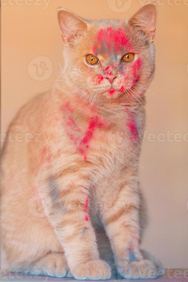 peach beige beautiful cat sits close-up, on her muzzle there are colored colors of Holi. Pets and Holi Indian Spring Festival photo