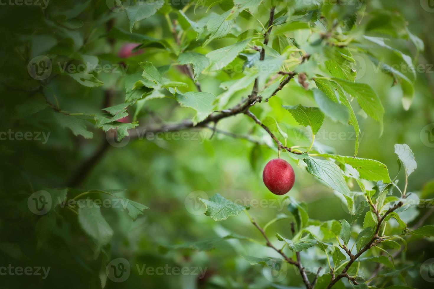 Wild Plum in a green tree during summer photo