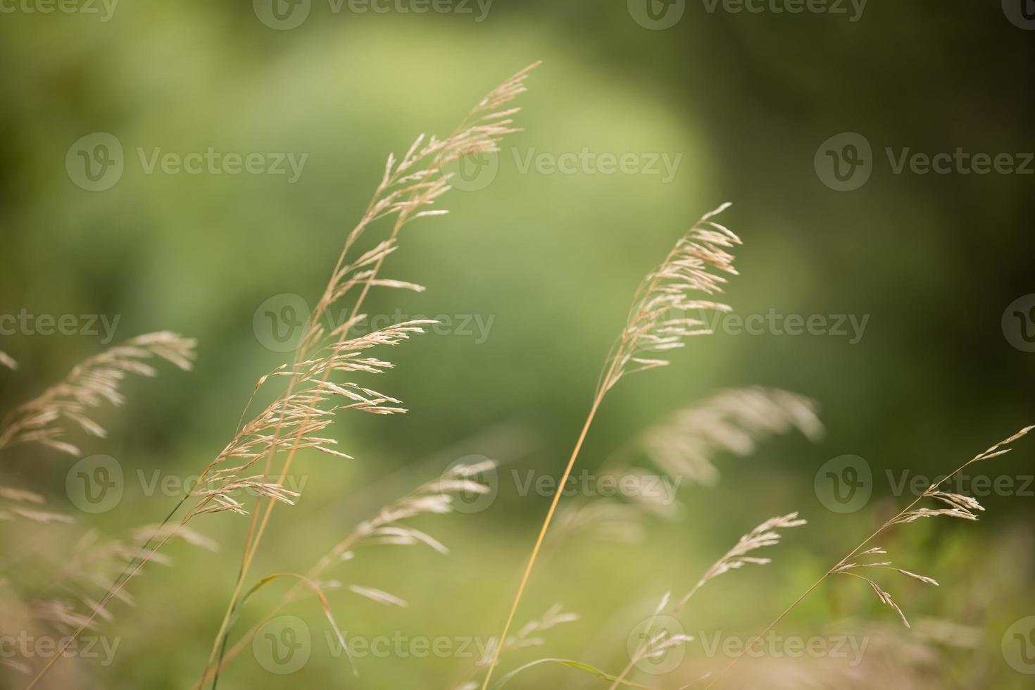 tall wild grass in the summer sun photo