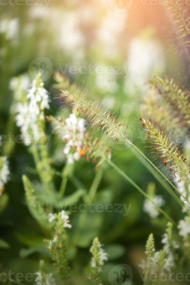 blurred green grass photo in meadow