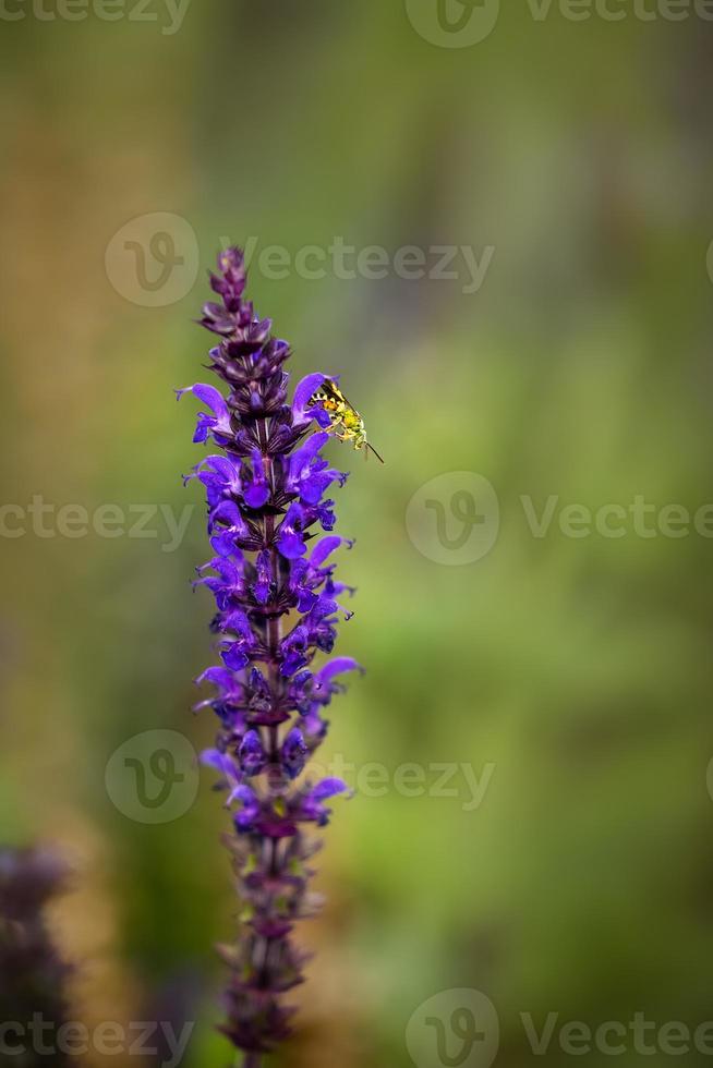 insect on purple flower in field photo