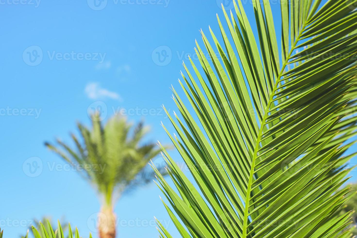 Background of natural palm tree leaves against blue sky and palm trees, summer vacation, postcard concept for vacation or holiday photo