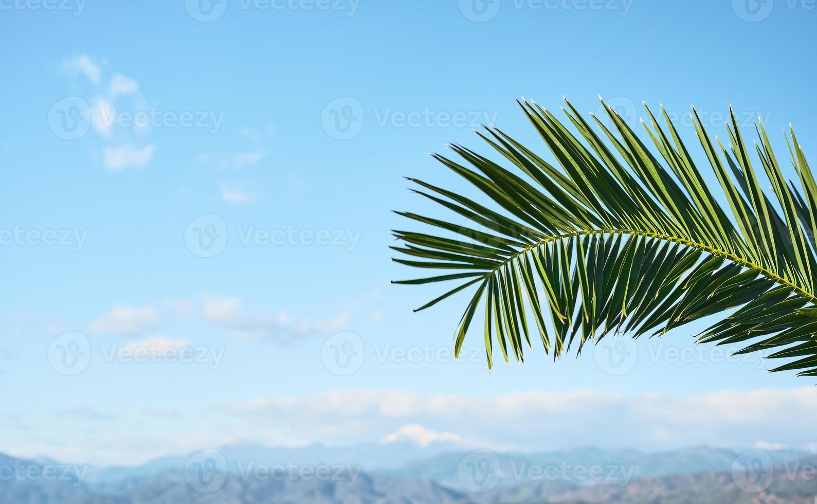 Natural palm tree leaves against blue sky and snowy mountains, holidays, vacation postcard concept, natural background photo