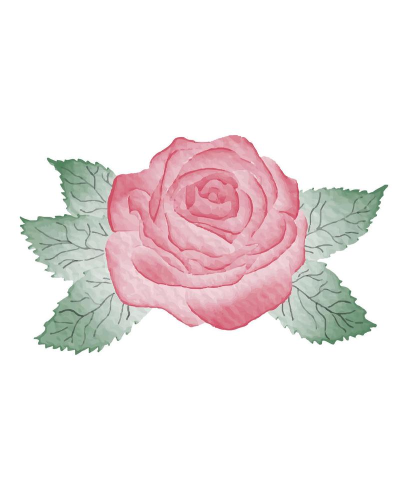 rose watercolor flower vector