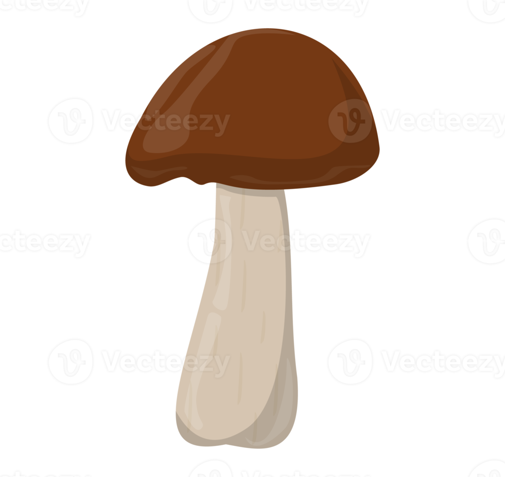 Shiitake mushroom. Edible Organic mushrooms. Truffle brown cap. Forest wild mushrooms types. Colorful PNG illustration.