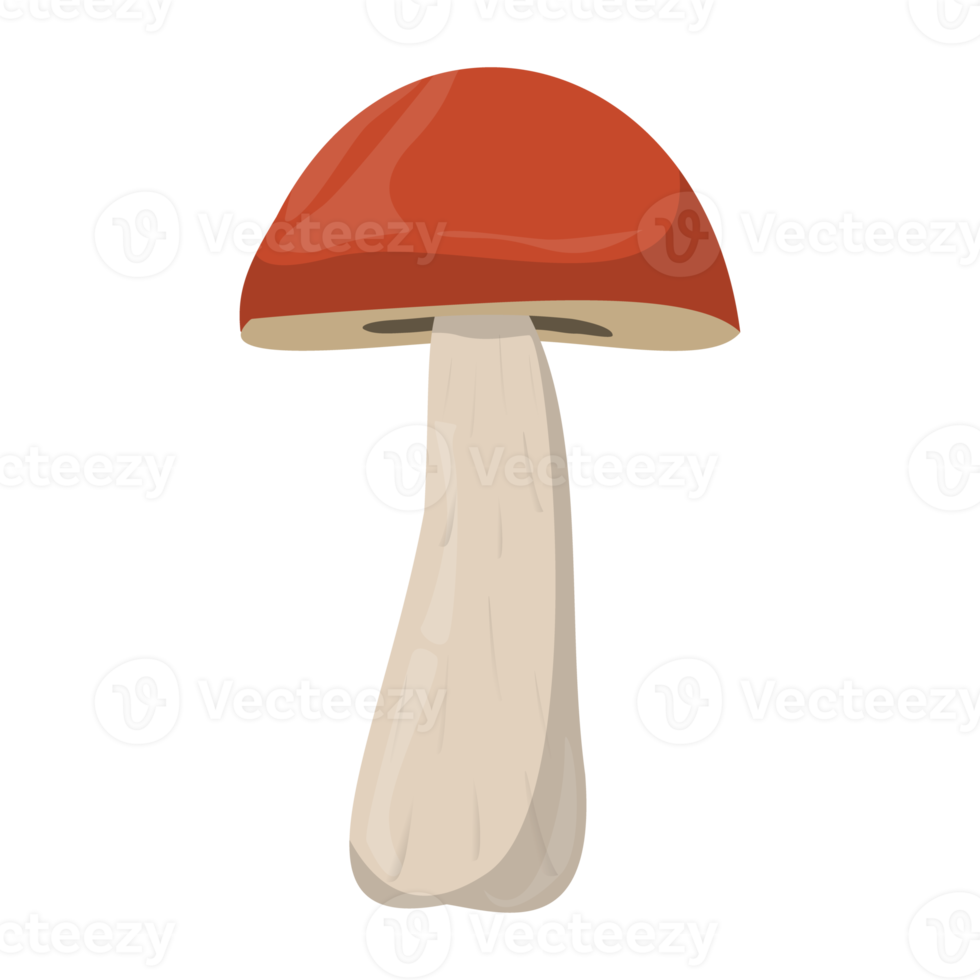 Suillus mushroom. Edible Organic mushrooms. Forest wild mushrooms types. Colorful PNG illustration.