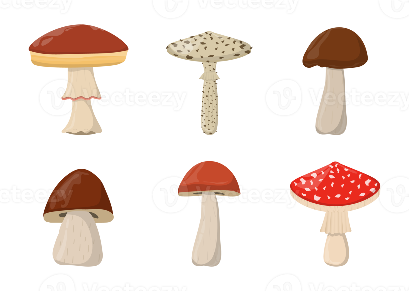 Amanita Toadstool Porcini Suillus Shiitake mushroom. Organic mushrooms. Truffle brown cap. Forest wild mushrooms types. Colorful PNG illustration.