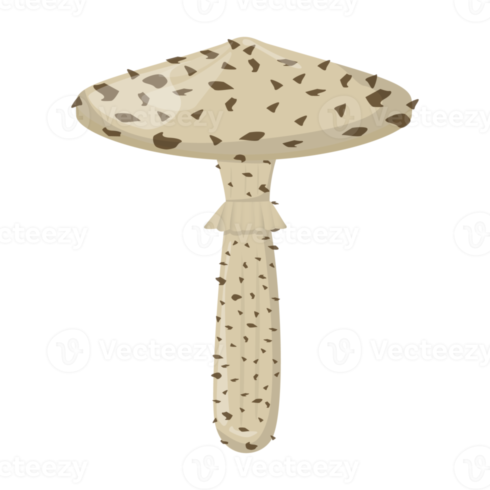 Toadstool mushroom. Edible Organic mushrooms. Truffle brown cap. Forest wild mushrooms types. Colorful PNG illustration.