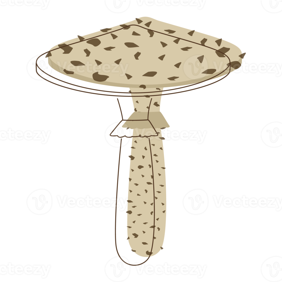 Toadstool mushroom lineart. Organic mushrooms. Truffle brown cap. Forest wild mushrooms types. Colorful PNG illustration.