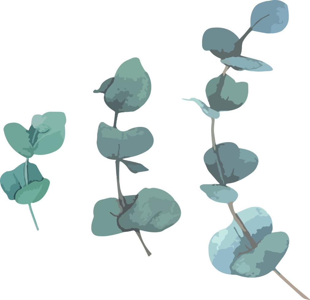 Collection of green silver eucaliptus leaves. Natural branches, vector illustration. Perfect for print and wedding design