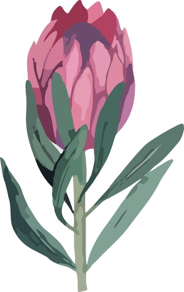 Set realistic vector illustration of protea flowers. Tropical king flower protea in bloom. Design for printing greeting card, invitation, fabric, wrapping paper.