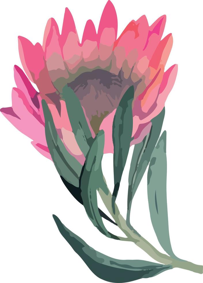 establecer una ilustración vectorial realista de las flores de protea. flor rey tropical protea en flor. diseño para imprimir tarjetas de felicitación, invitación, tela, papel de regalo. vector