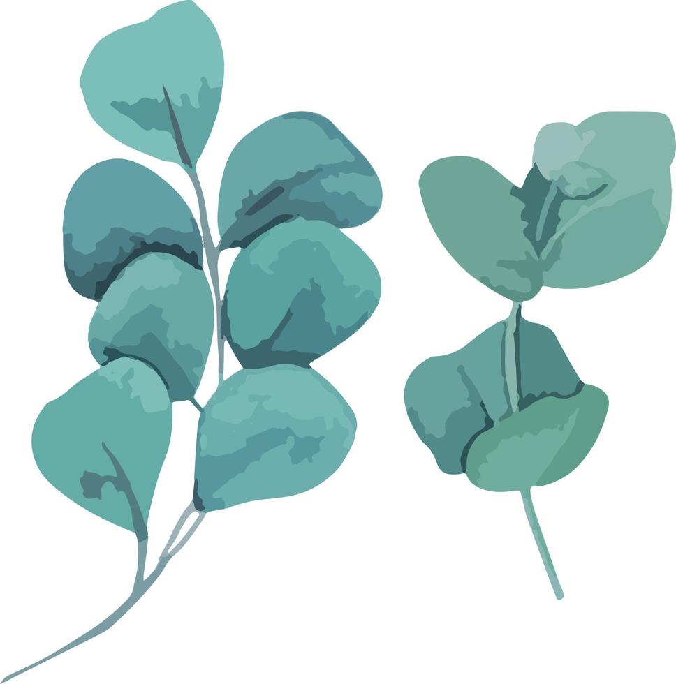 Collection of green silver eucaliptus leaves. Natural branches, vector illustration. Perfect for print and wedding design
