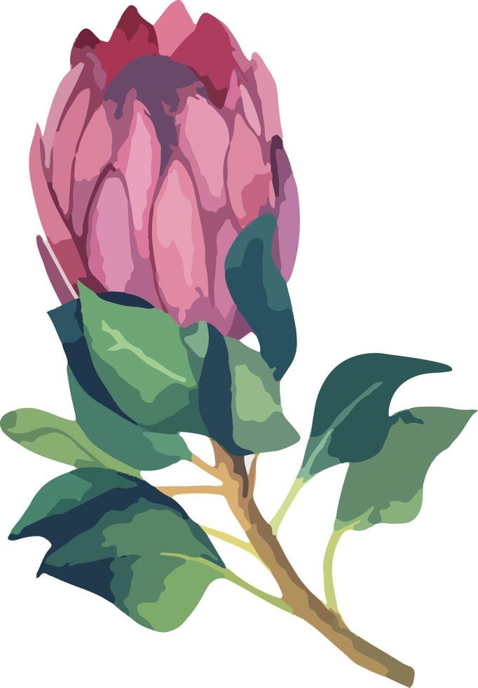 Set realistic vector illustration of protea flowers. Tropical king flower protea in bloom. Design for printing greeting card, invitation, fabric, wrapping paper.