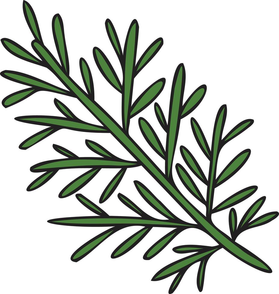 Hand Drawn rosemary leaves illustration in doodle style vector