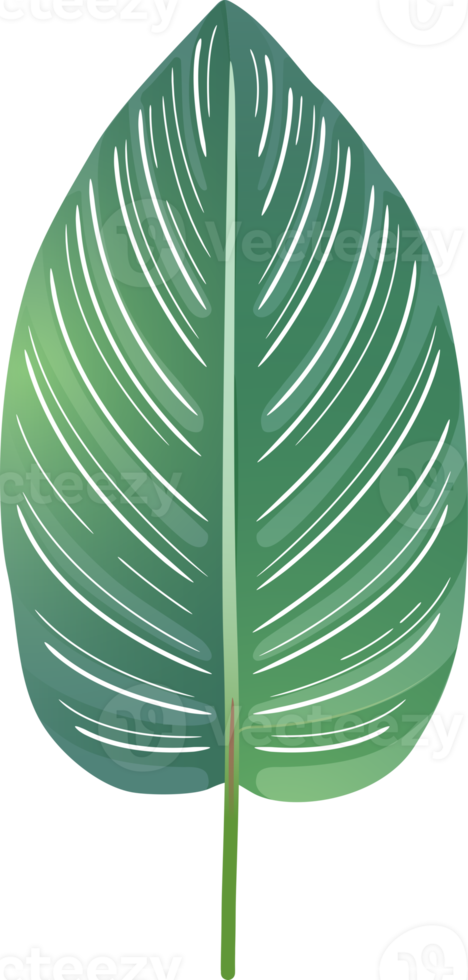 leaves green color png