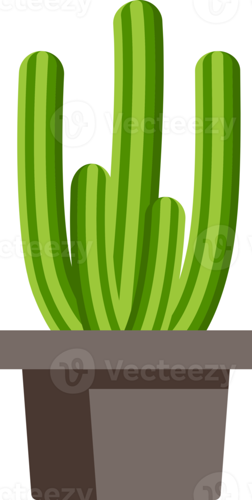 color plano de cactus png