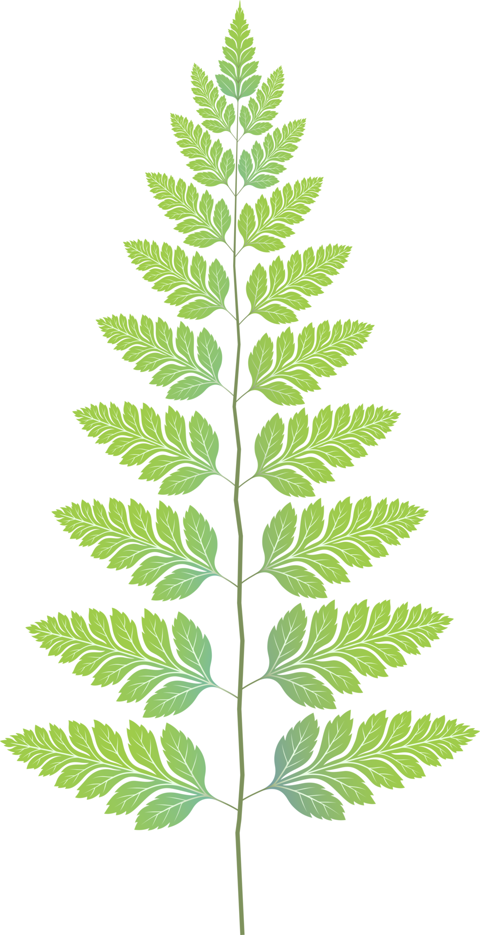 leaves-green-color-18984058-png