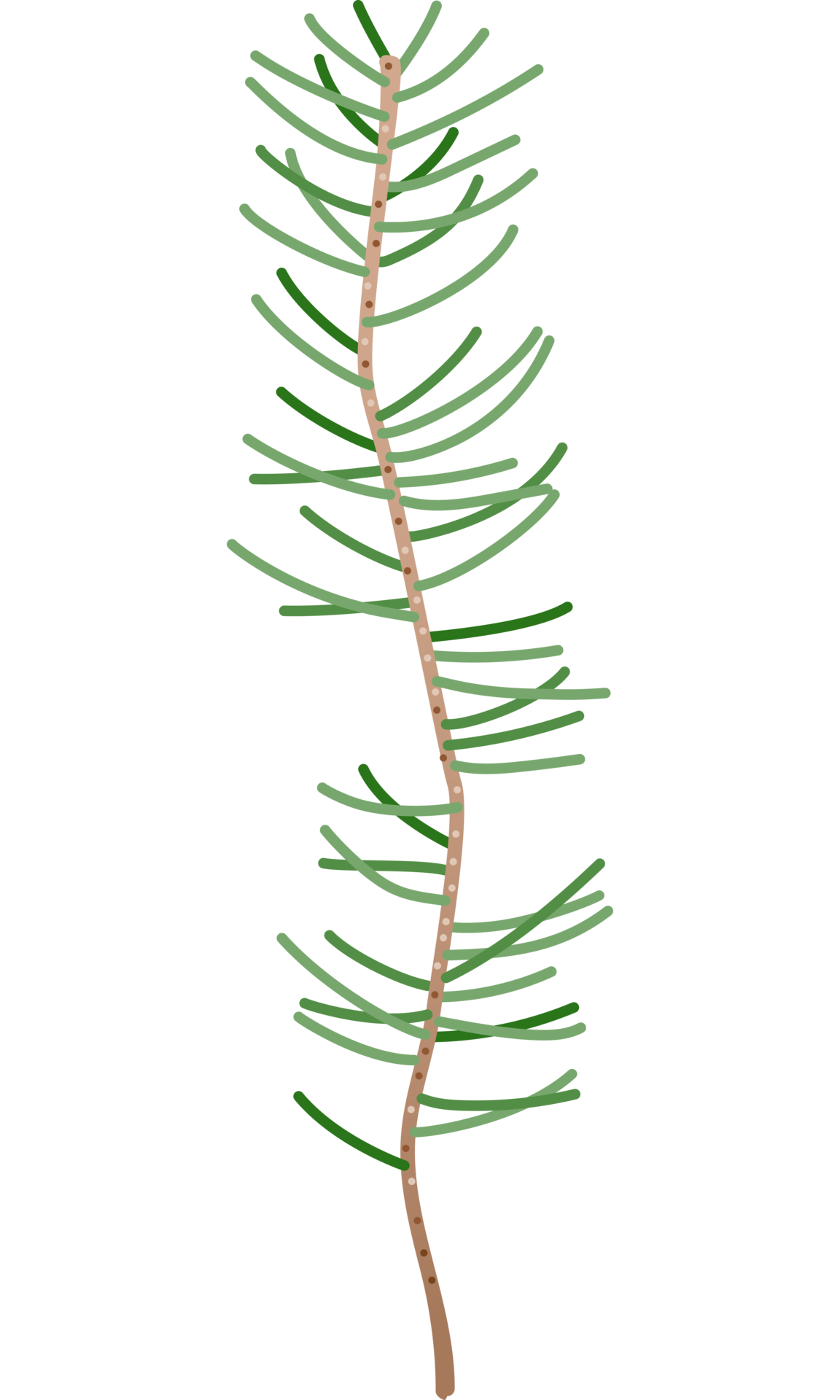 leaves-green-color-18984060-png