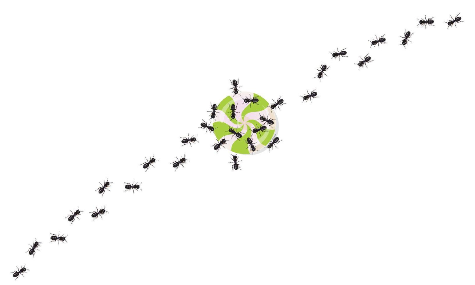 las hormigas negras realistas rastrean los dulces que atacan. insectos marchando en línea ondulada. vector