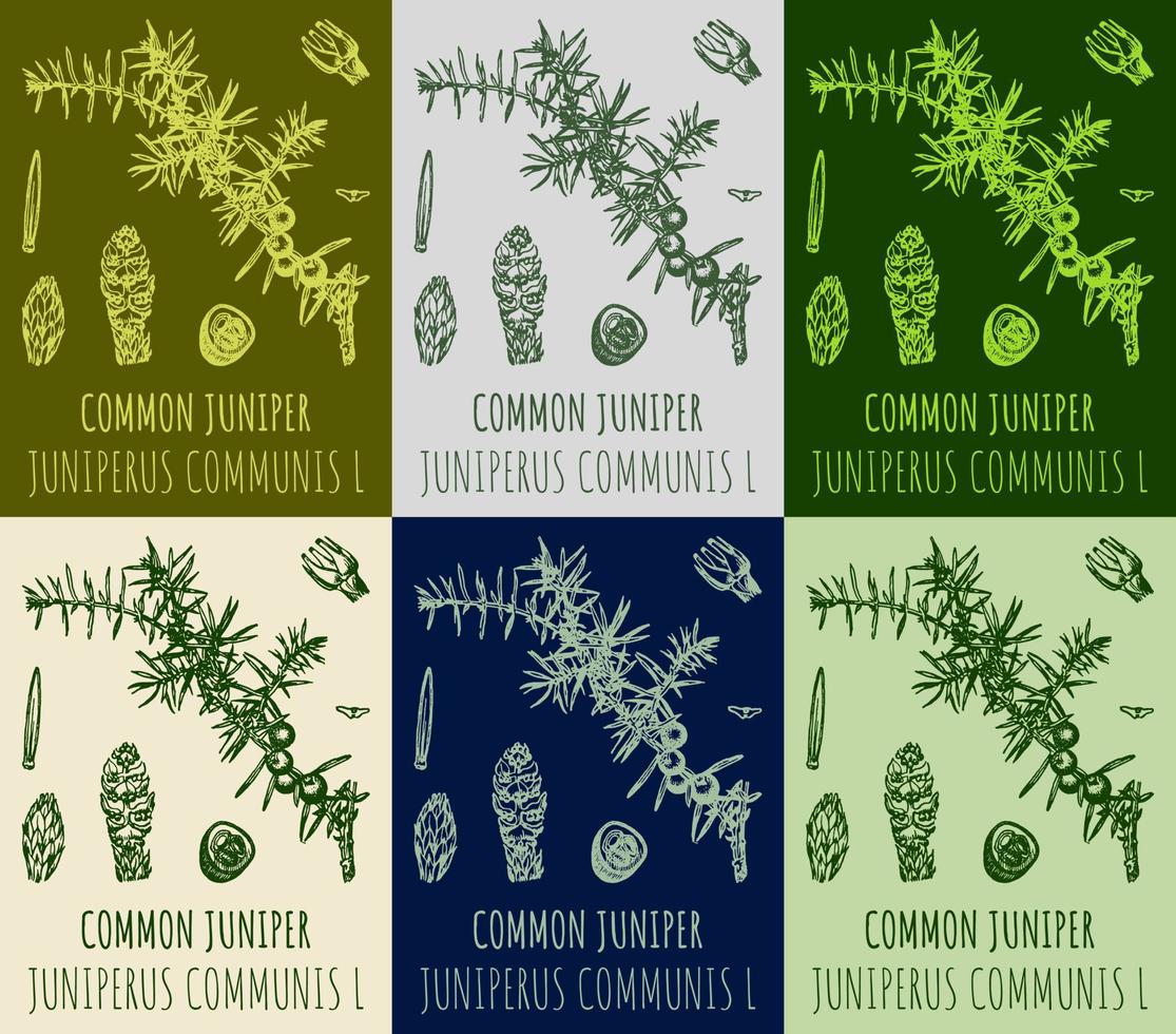 Set of vector drawing of juniper in various colors. Hand drawn illustration. Latin name JUNIPERUS COMMUNIS L.