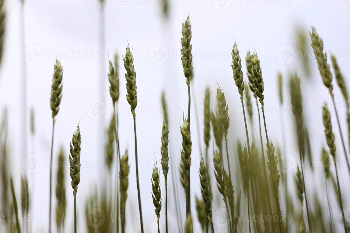 jóvenes espigas verdes de trigo clima sombrío. campo de trigo crece para el pan. agricultura tradicional. orejas maduras del campo de trigo del prado. hermosa naturaleza, paisaje rural. foto