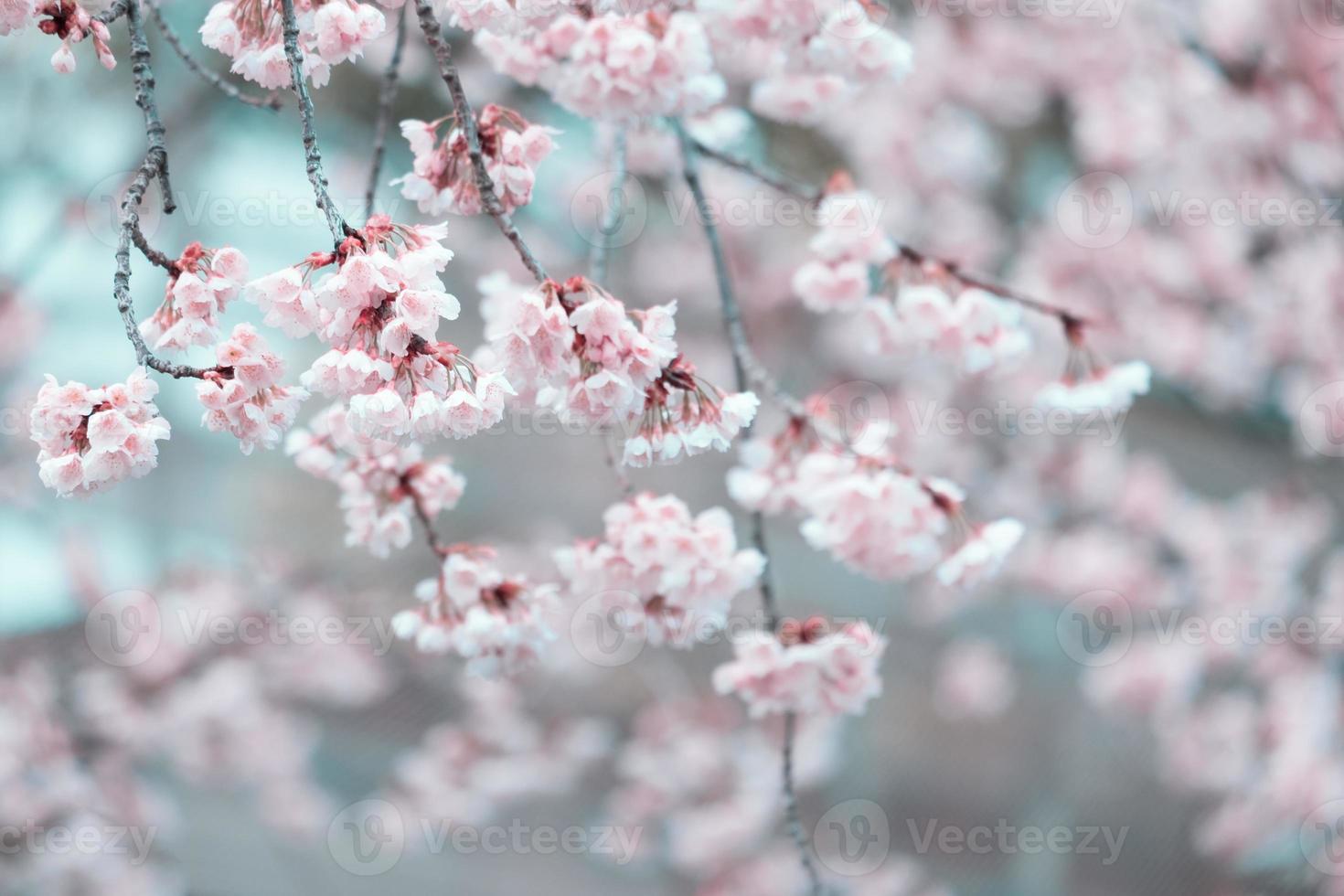 Soft focus cherry blossoms Sakura blooming on blurred nature background a spring day full bloom in japan photo
