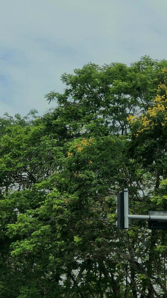 Traffic Light Among The Tree Leaves Foliage On A Gloomy Day photo