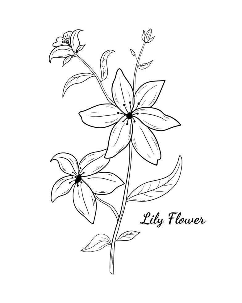 The Beautiful Lily Flower Vector Illustration Design