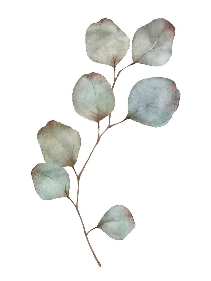 rama de eucalipto dólar de plata con hojas de pintura acuarela aislado sobre fondo blanco.. vector
