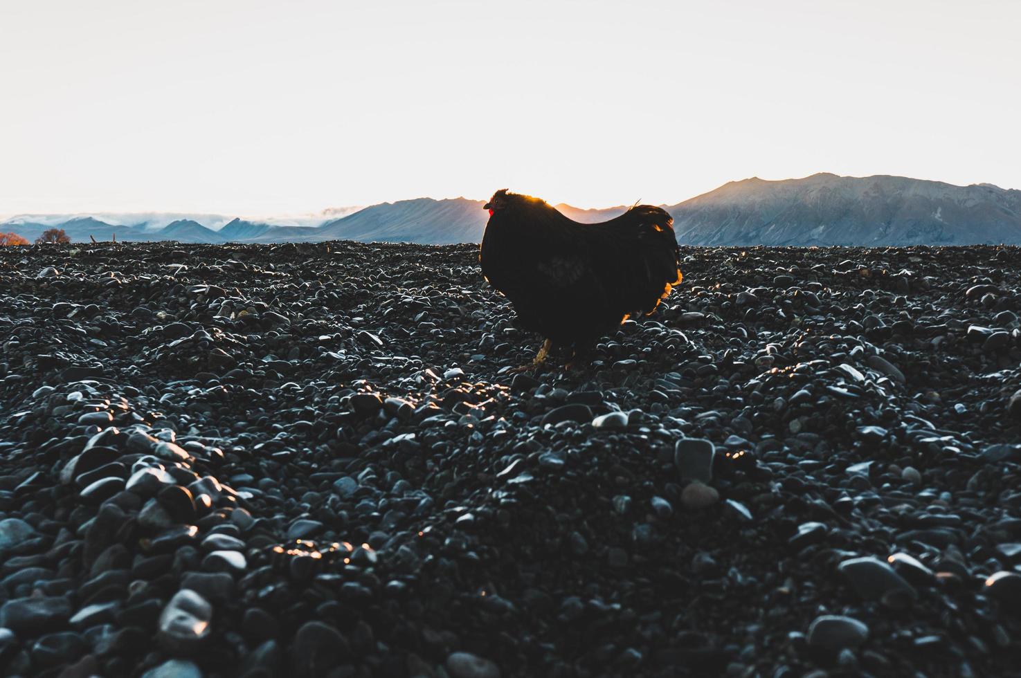 Rooster walking on the beach photo