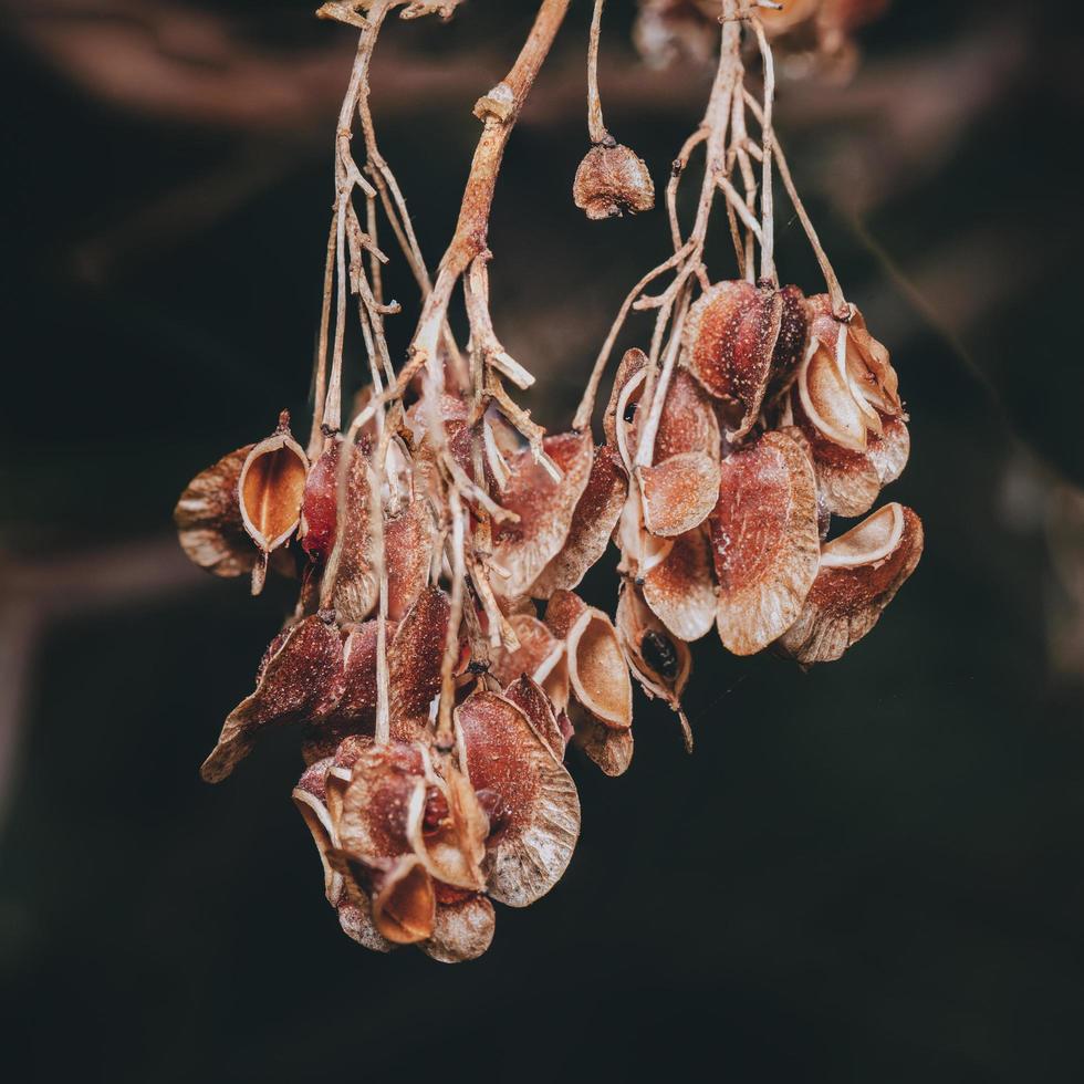 Dark orange leaves photo