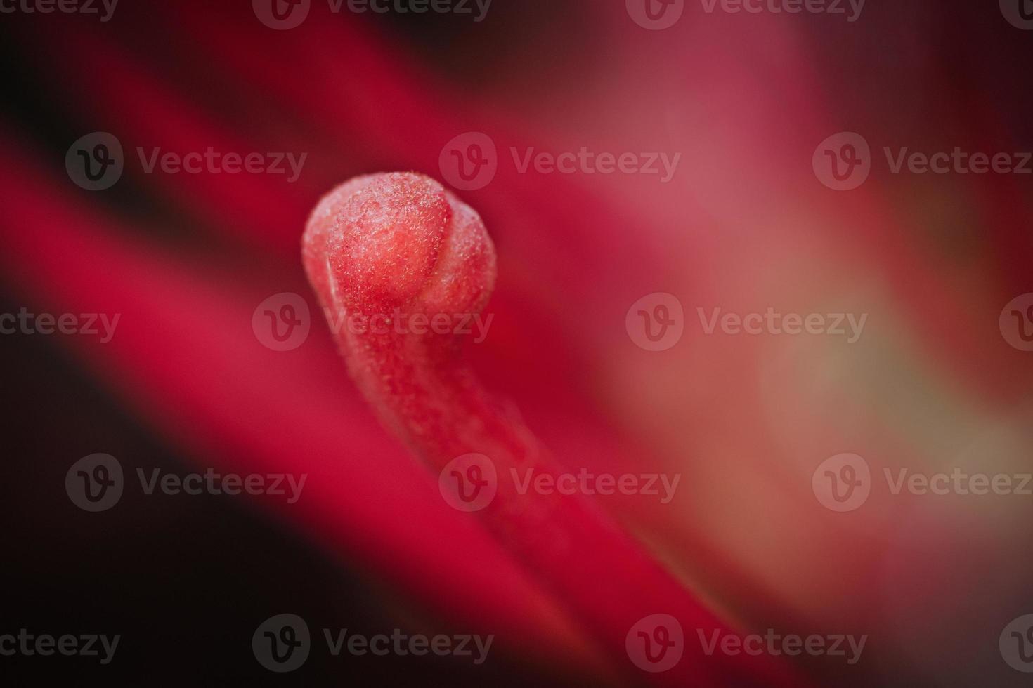 Close up of a red flower photo