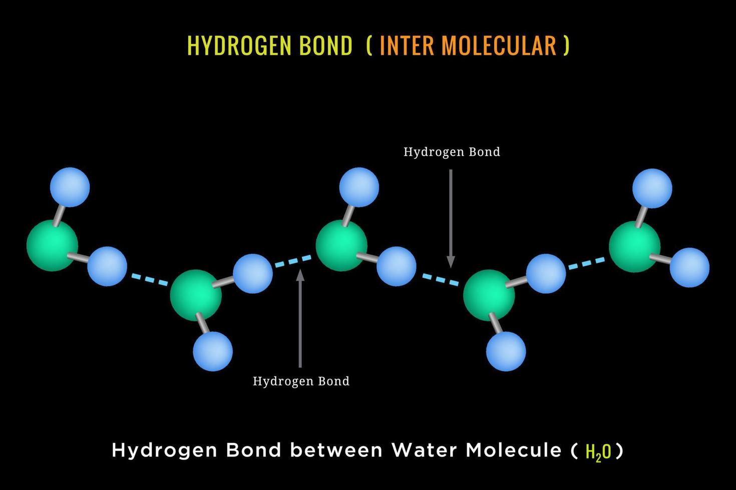 enlace de hidrógeno, enlace de hidrógeno intermolecular entre la molécula de agua vector