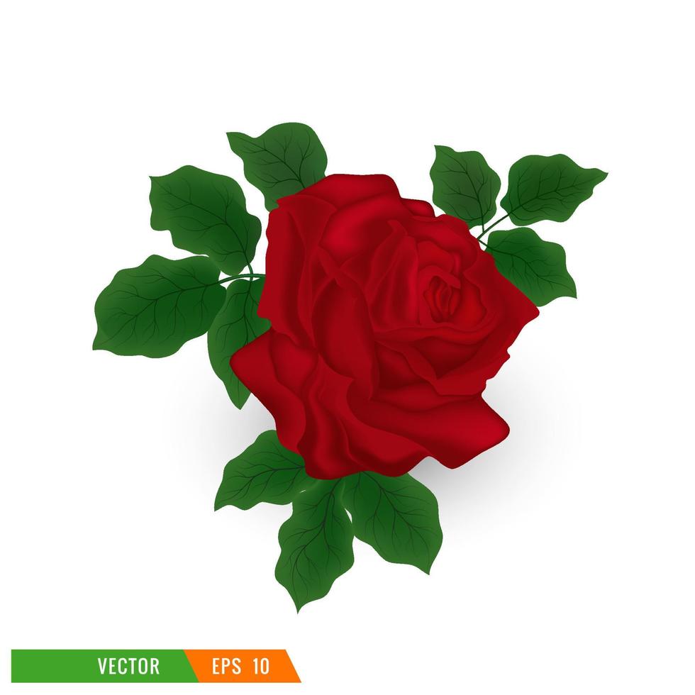 Hermosa rosa roja con hojas aislado sobre fondo blanco. vector