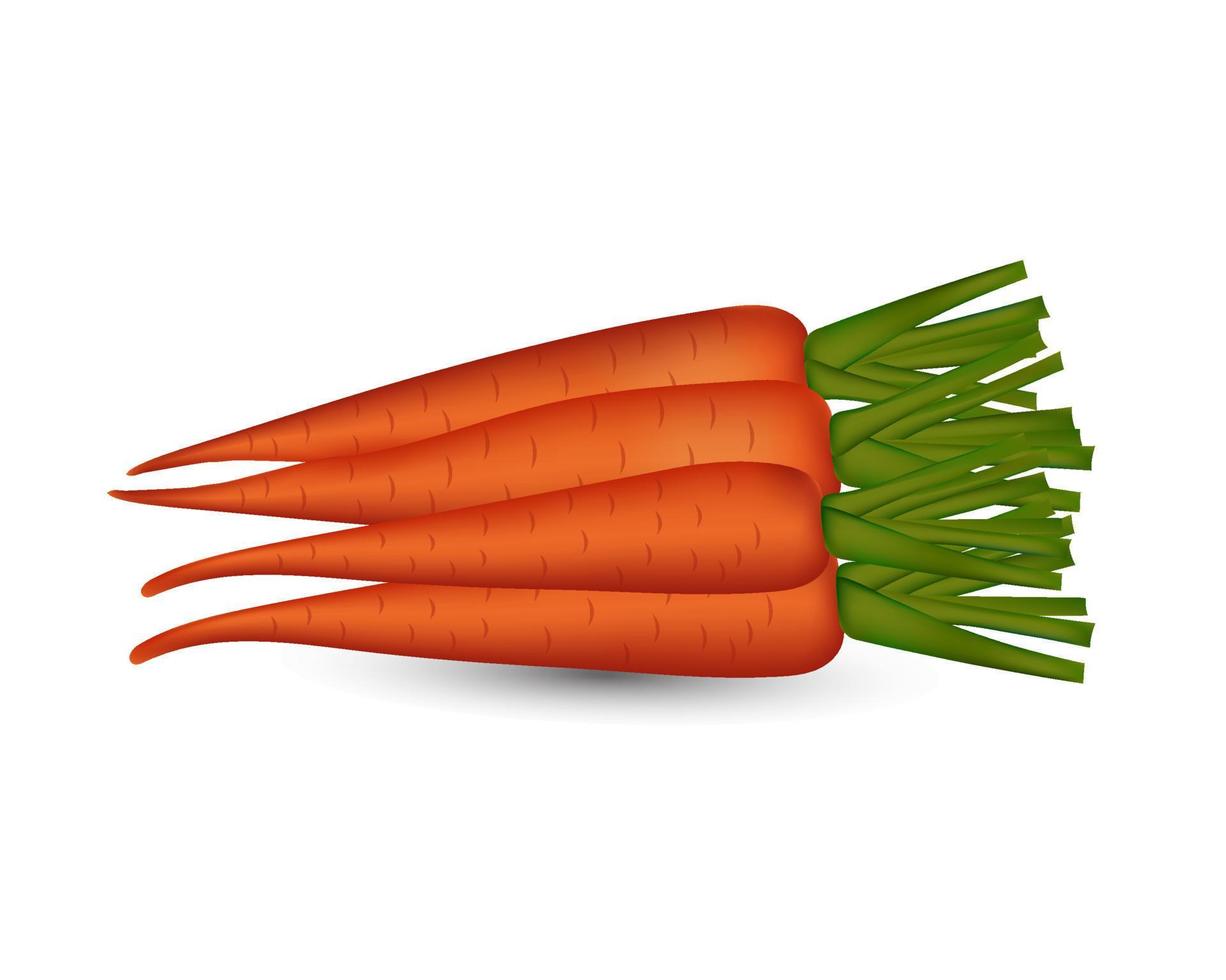 fresh carrot vegetable vector illustration on  isolated white background