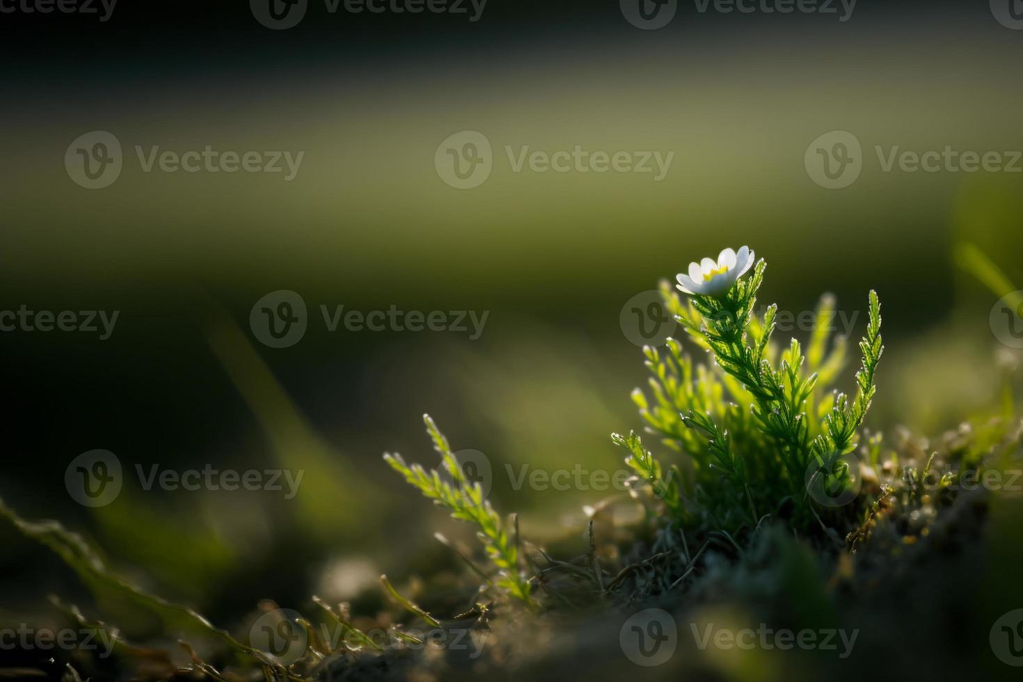 Captura de pantalla de una pequeña flor que crece en hierba verde fresca con un fondo borroso. foto