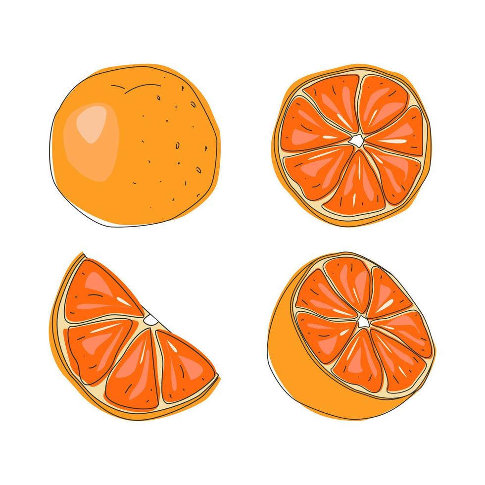 conjunto de frutas frescas enteras, medias, cortadas en rodajas y hojas de naranja aisladas en fondo blanco. Mandarina. fruta organica ilustración vectorial para cualquier diseño. vector