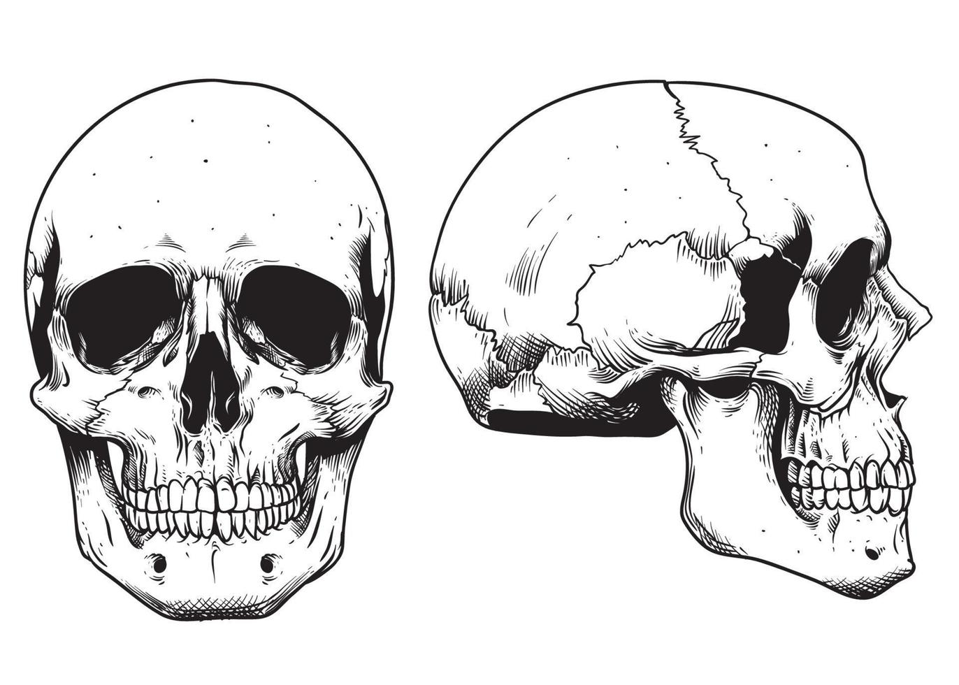 dibujar a mano un cráneo detallado vector