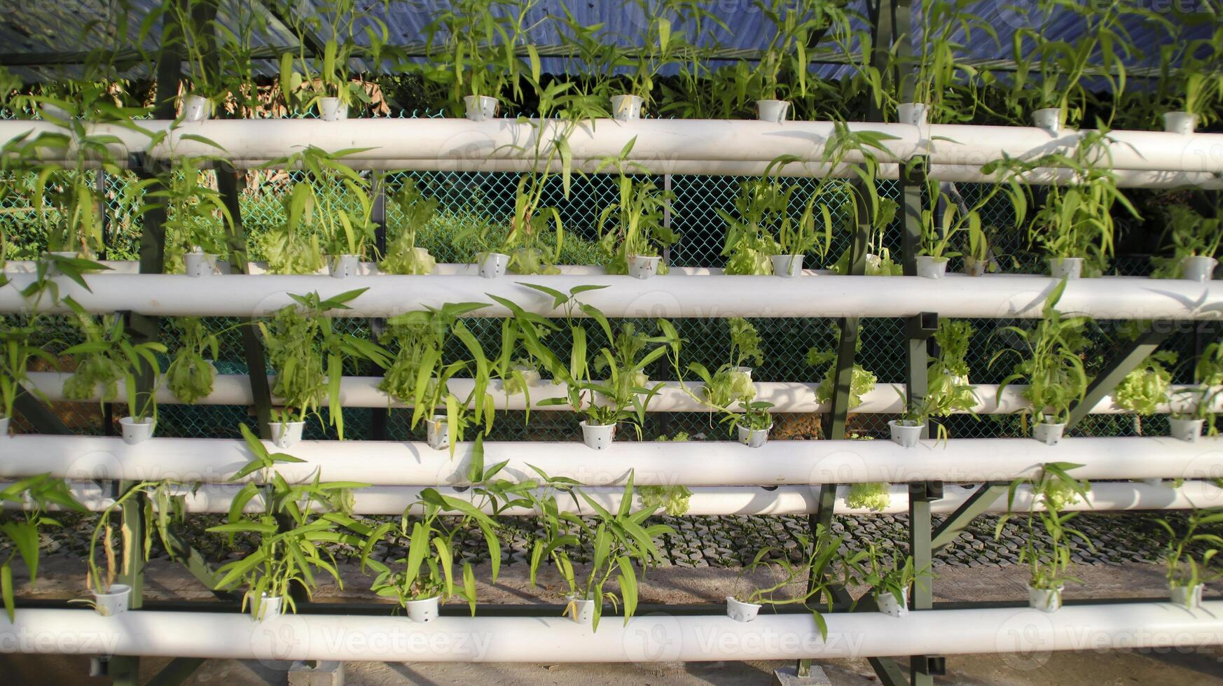Fresh water spinach or kangkong green vegetable plant by hydroponic method. Nutrient film transfer Hydroponic setup system idea. Modern vegetable farming. photo