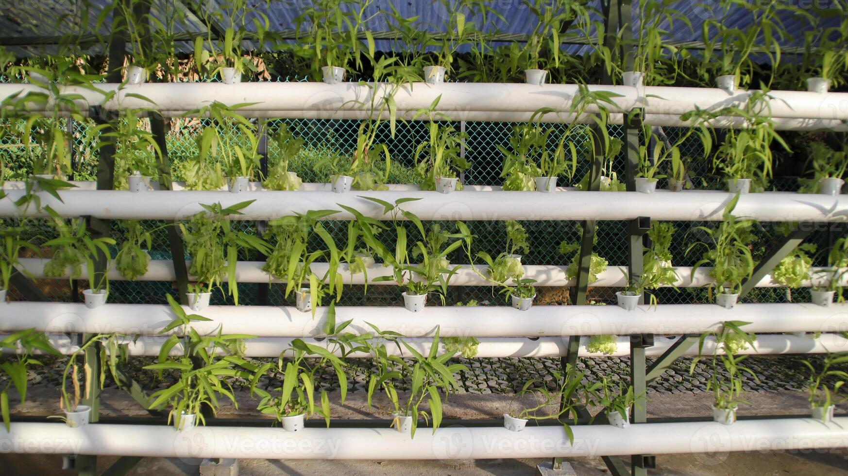 espinaca de agua dulce o planta vegetal verde kangkong por método hidropónico. Idea de sistema de configuración hidropónica de transferencia de película de nutrientes. horticultura moderna. foto